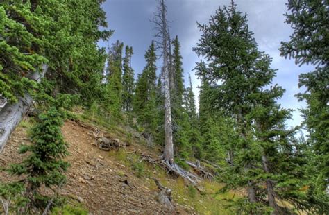 Tall Pine Trees At Rocky Mountains National Park Colorado Free Stock