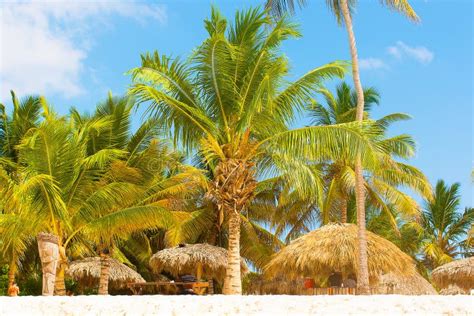 Palm Tree In The Caribbean Stock Photo Image Of Landscape 34980208