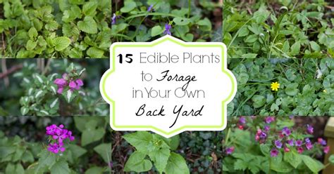 My wife saw a system for sale on the internet but i made my own for 1/4 of the price. 15 Edible Plants to Forage in Your Own Back Yard - And Here We Are