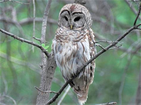 Mdc Invites Public To Learn About And Listen For Owls At Programs In