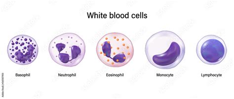 Vetor De Type Of White Blood Cells Basophil Neutrophil Eosinophil