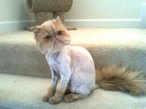 The body is shaved close leaving the ruff and head full and the legs are shaved to a certain point and the comb cut, done proper, is actually two grooms, a full coat groom first then the comb cut is done, that is why a comb cut cost is quite a bit. Weird domestic cat haircuts and lion cuts are unethical - PoC