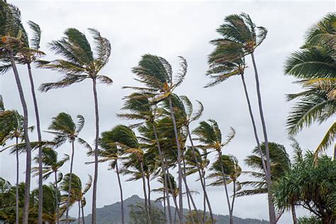 20500 Palm Tree In The Wind Stock Photos Pictures And Royalty Free