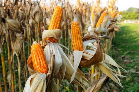 Regjeringa forbyr GMO-raps og -mais - Bioteknologirådet