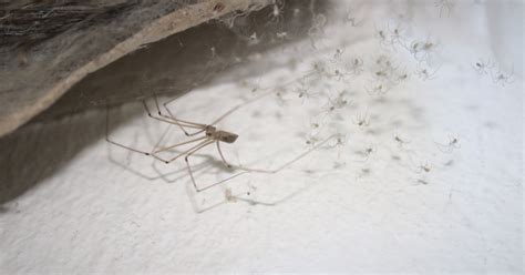 How To Get Rid Of Spiders In Basements Openbasement