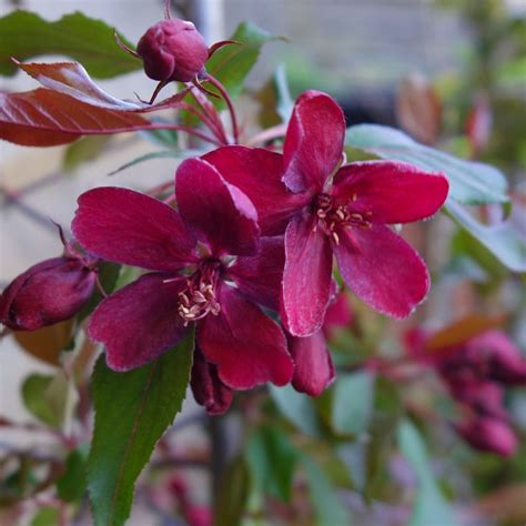 There are 29378 tree purple flowers for sale on etsy, and they cost $21.68 on average. Malus Royalty | Buy Flowering Crab Apple Tree | Crab Apple ...