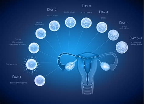 Blastocyst Culture Indore Infertility Clinic