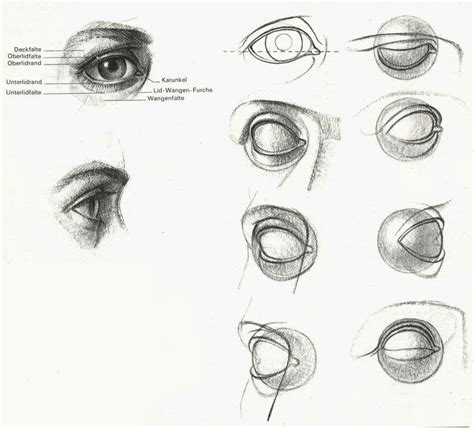 Eye Anatomy Drawing At Explore Collection Of Eye