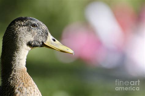 Duck In Profile Photograph By Mats Silvan Fine Art America