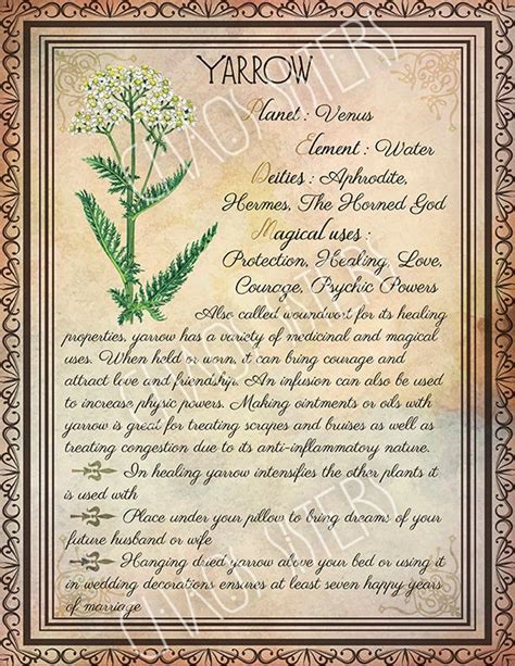 Printable Herbs Book Of Shadows Pages Set 2 Herbs And Plants Etsy In