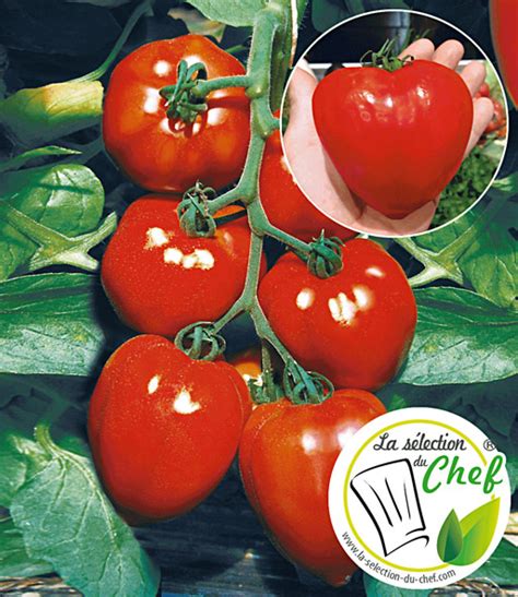 May 04, 2017 · cellar tours. Veredelte Herz-Tomate Fleurette F1: 1A-Qualität | BALDUR ...