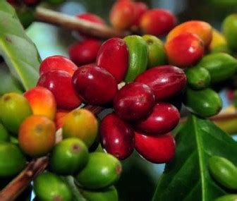 pengertian kopi sejarah jenis  manfaat kopi
