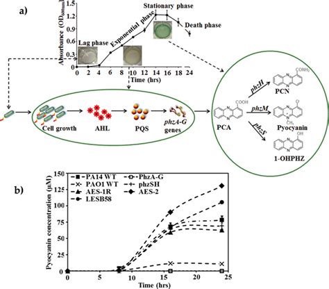 Role Of Pyocyanin And Extracellular Dna In Facilitating Pseudomonas