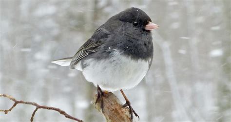 Dark Eyed Junco Identification All About Birds Cornell Lab Of Ornithology
