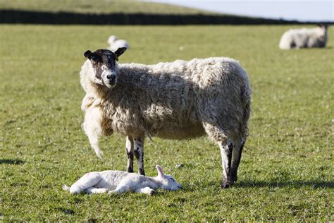 Sheep With Lamb Free Stock Photo Public Domain Pictures