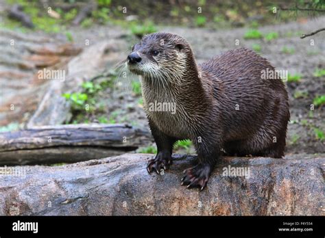 Brown Otter Looking Away From The Camera Stock Photo Alamy