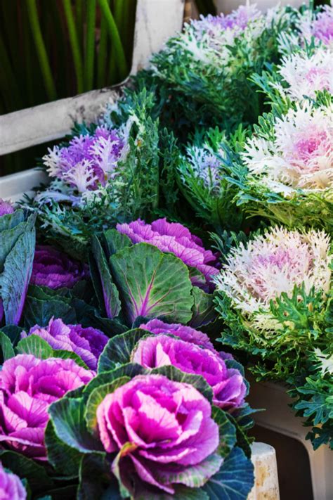 How To Use Ornamental Kale For An Incredible Fall Display