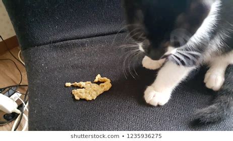 Find out just why your kitty is throwing up, and how to care for it when it does. Welk dier legt deze drol? - GoeieVraag