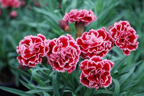 16 Types Dianthus Seeds Easy To Gr End 9252017 815 Pm