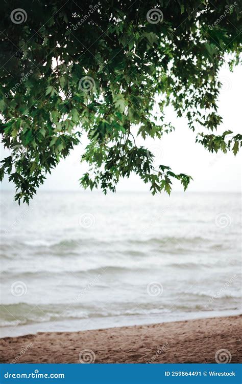 Vertical Seascape With A Sandy Beach Behind Green Tree Branches Stock Image Image Of Water