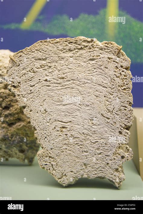 Cross Section Of Stromatolite Stock Photo Alamy