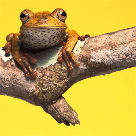Tree Frog Photograph By Dirk Ercken