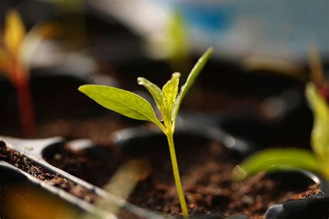 Plant Grow Seedlings Spring Bet Plant Part Beginnings Leaf