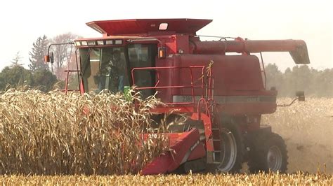 Corn Harvest 2020 Case Ih 2388 Axial Flow Combine Harvesting Corn