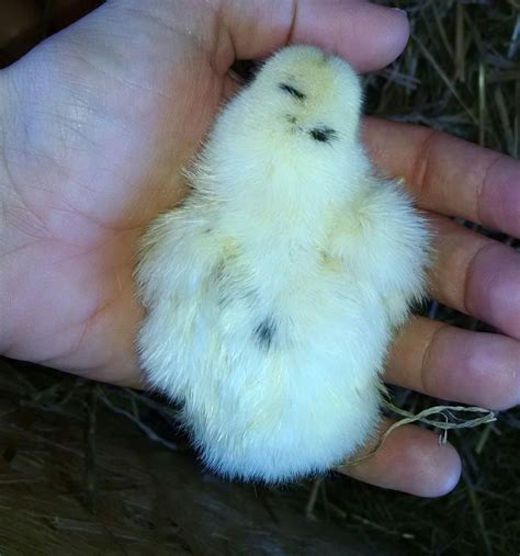 Black And White Baby Chickens