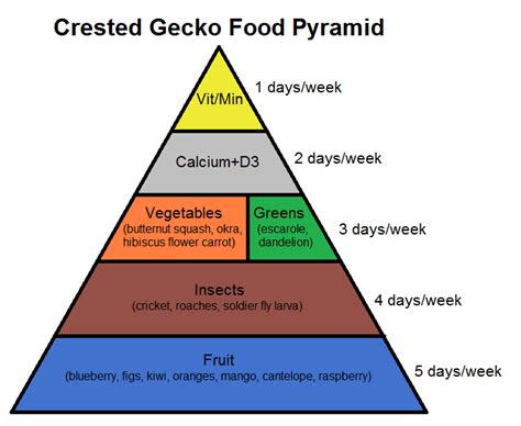 Learn About Crested Gecko Nutrition With This Food Pyramid Crested