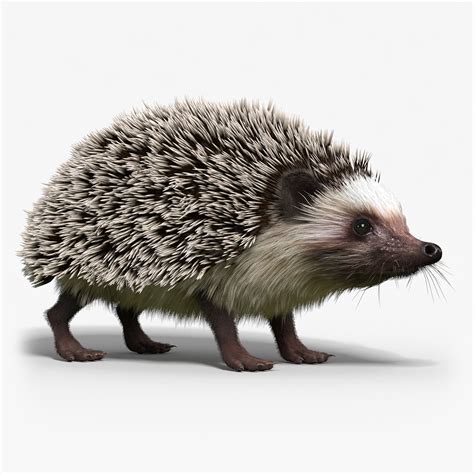 Hedgehog 3d Model 20 3ds Fbx Max Obj Free3d