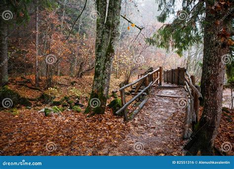 Autumn Forest With Wooden Bridge Stock Photo Image Of Ground Magic