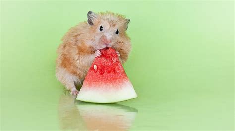 16 Pictures Of Animals Eating Fruit Animal Eating Cute Animals