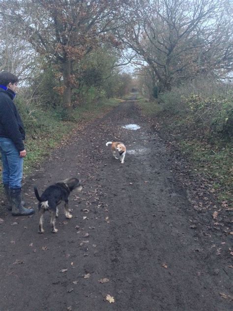Dog walk at Ayot Greenway · Hertfordshire · Walkiees