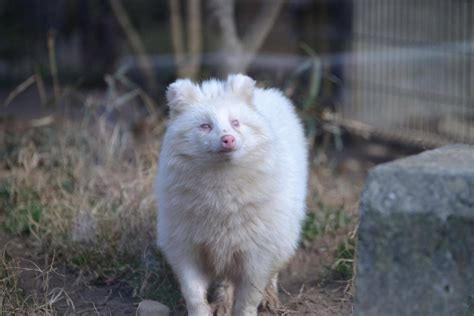 Photo Albino Raccoon Dog Gorodprizrak