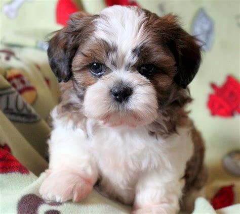 108 Best Images About Teddy Bear Dogs On Pinterest Shih