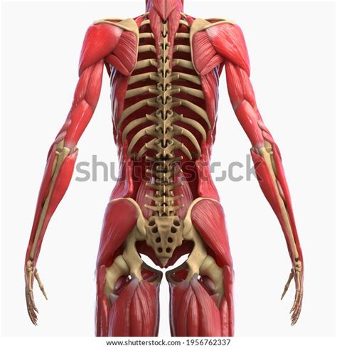 3d Muscular Human Body Anatomy Bone Stock Illustration 1956762337