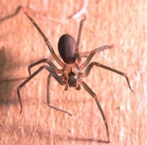How To Identify Brown Recluse Spiders Hubpages