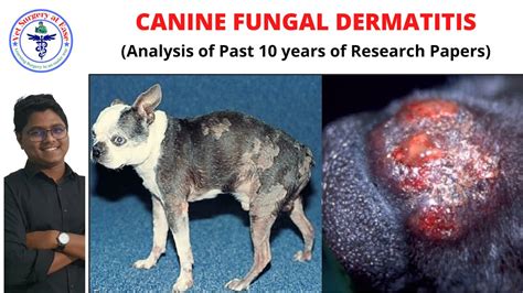 Fungal Dermatitis Canine Diseases Lecture 03 Youtube