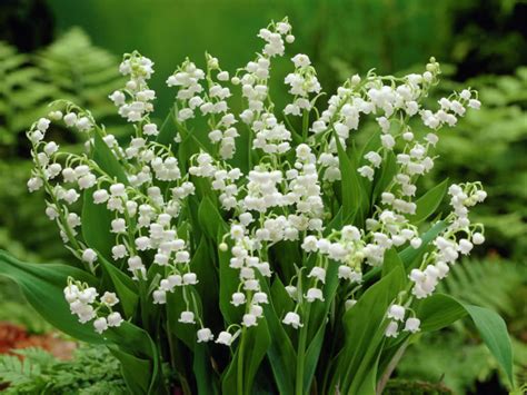 Legends And Facts About The Lily Of The Valley World Of Flowering Plants