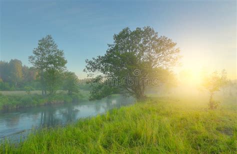Green Meadow In Spring Morning Stock Image Image Of White Morning