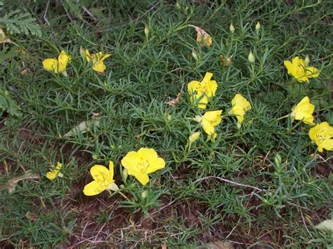 Calylophus Drought Resistant Plants Texas Native Plants Native Plants