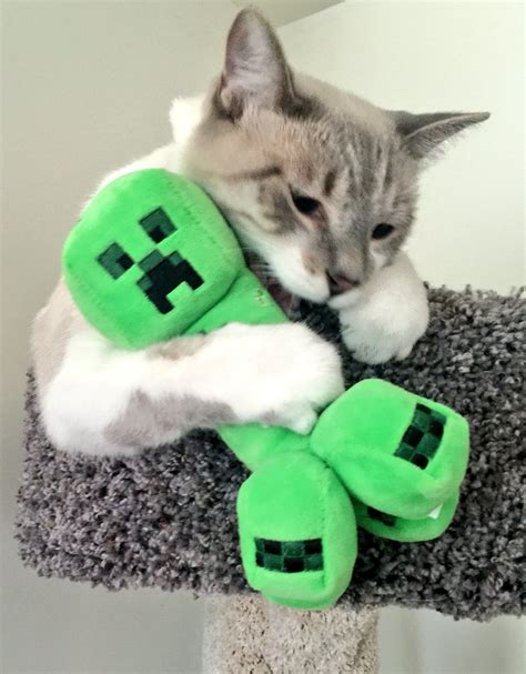Types Of Cats In Minecraft Care About Cats