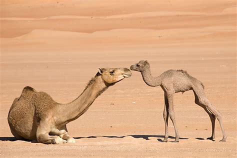 3 Types Of Camel Breeds Native