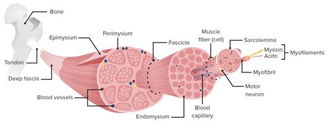 Anatomy Of A Skeletal Muscle Fiber Cell My Xxx Hot Girl