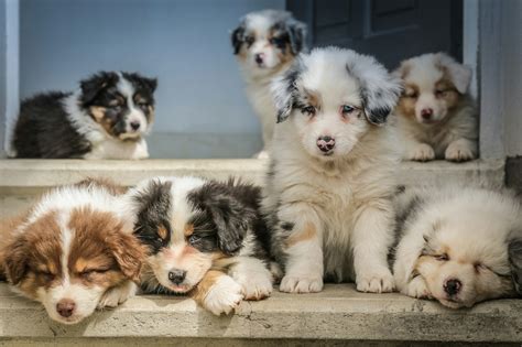 Cost Guide For Australian Shepherd Buying And Care Tips