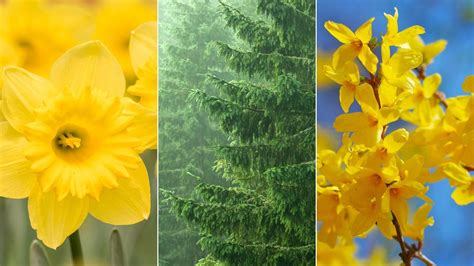 Best And Worst Plants For Respiratory Allergies Everyday Health