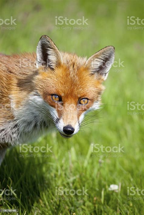 Red Fox Stock Photo Download Image Now Animal Animal Body Part