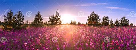 Summer Landscape With The Blossoming Meadow Sunrise Stock Image