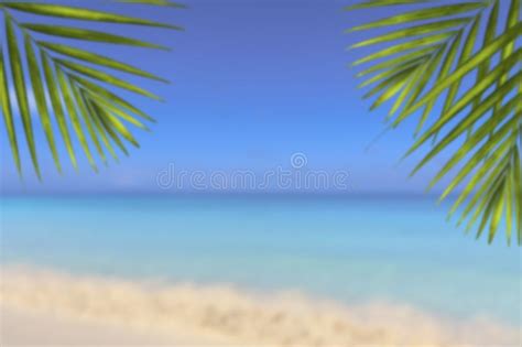 Blur Beautiful Nature Green Palm Leaf On Tropical Beach With Bokeh Sun